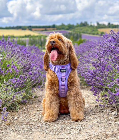 Hike & Go™ Harness - Violet Dusk