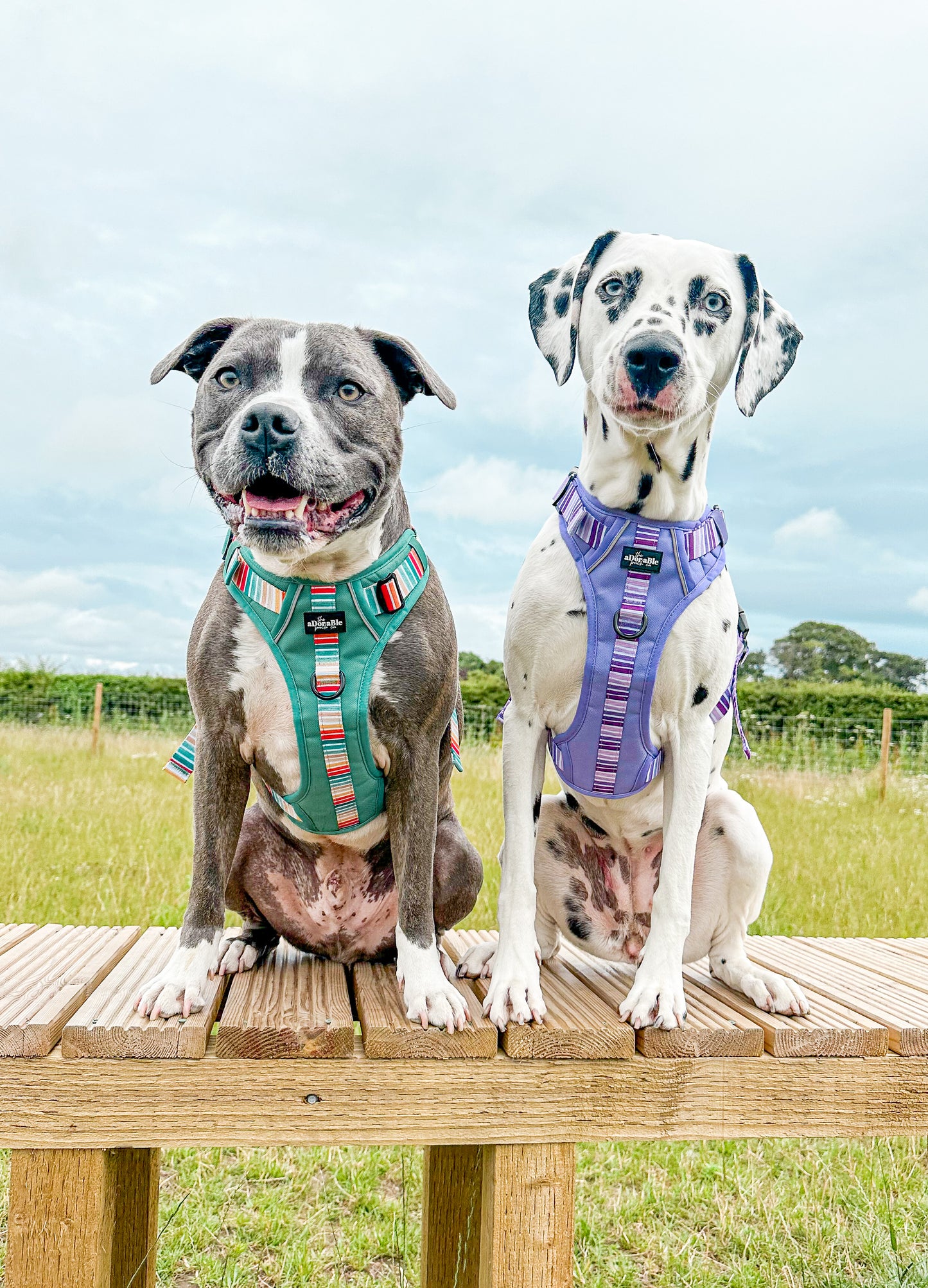 Hike & Go™ Harness - Seafoam Sunset