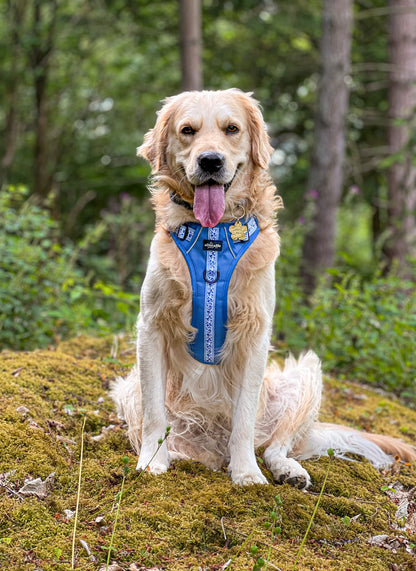 Hike & Go™ Harness - Cornflower Bloom