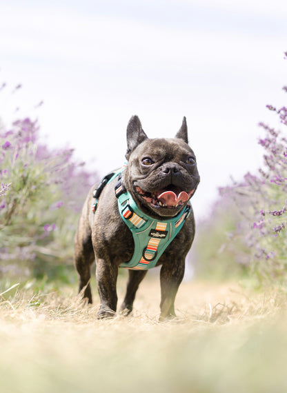 Hike & Go™ Harness - Seafoam Sunset