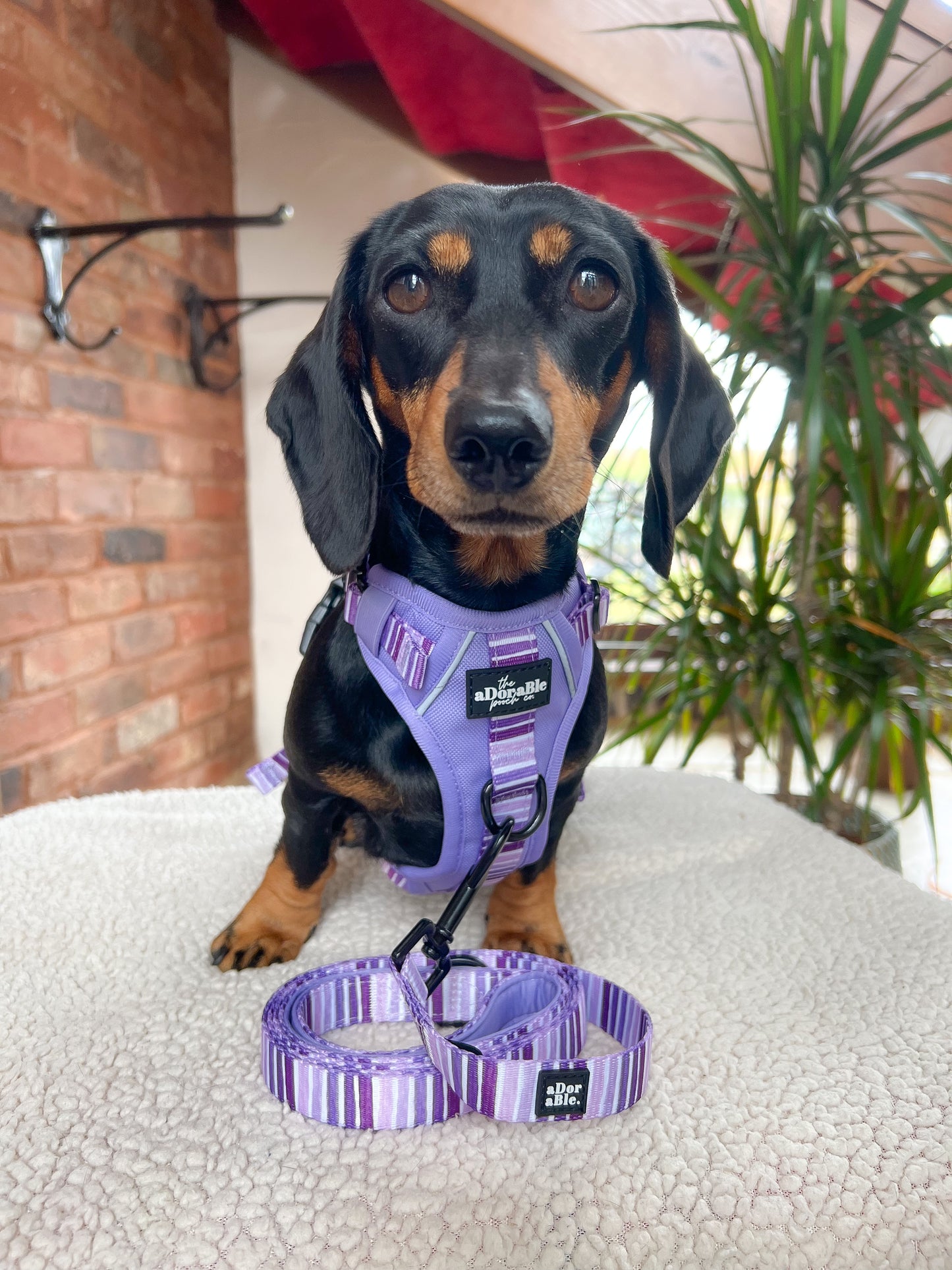 Hike & Go™ Harness - Violet Dusk