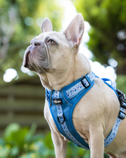 Hike & Go™ Harness - Cornflower Bloom