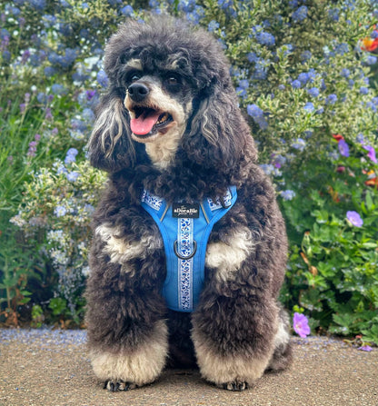 Hike & Go™ Harness - Cornflower Bloom