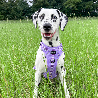 Hike & Go™ Harness - Violet Dusk