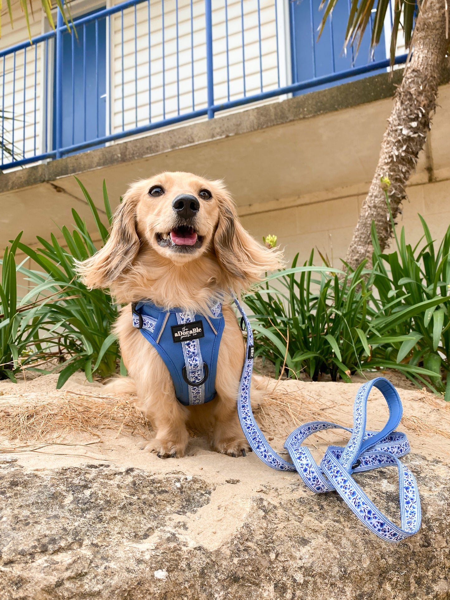 Hike & Go™ Harness - Cornflower Bloom