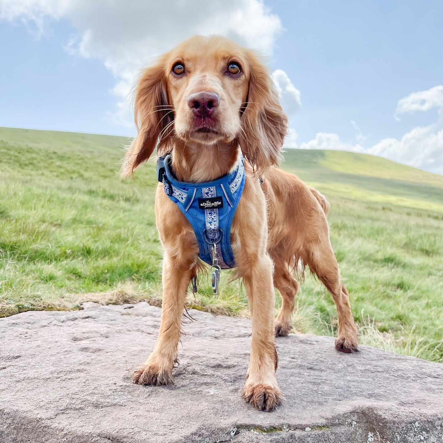 Hike & Go™ Harness - Cornflower Bloom