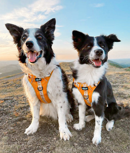 Hike & Go™ Harness - Fields Of Gold