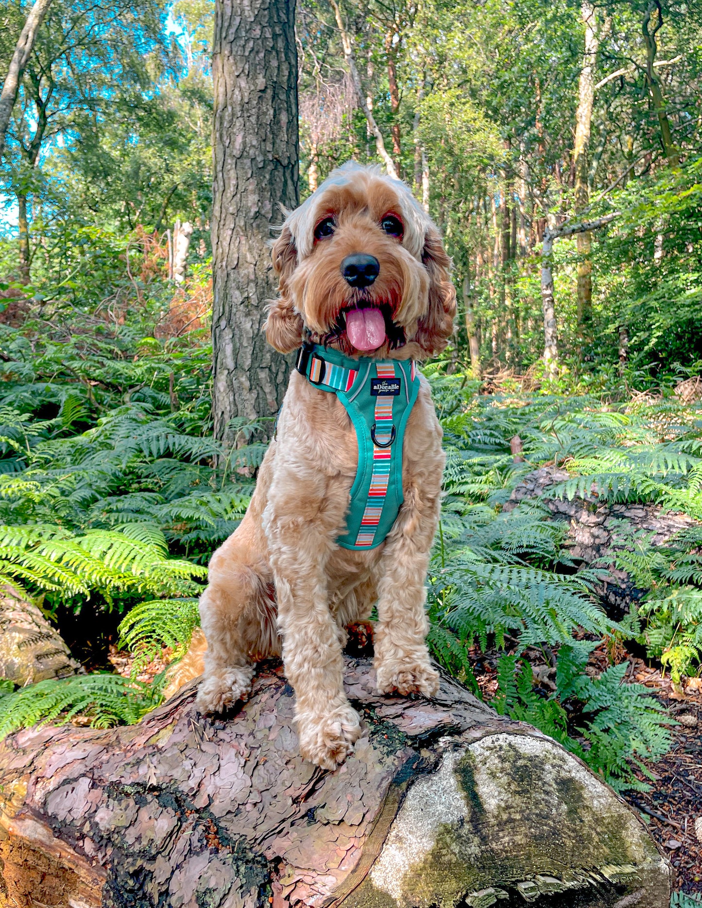 Hike & Go™ Harness - Seafoam Sunset