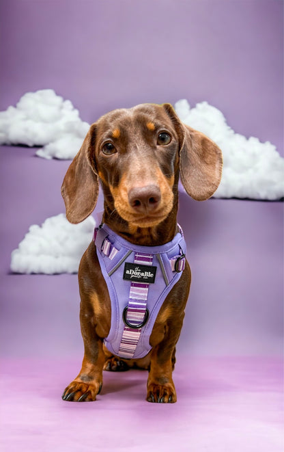 Hike & Go™ Harness - Violet Dusk