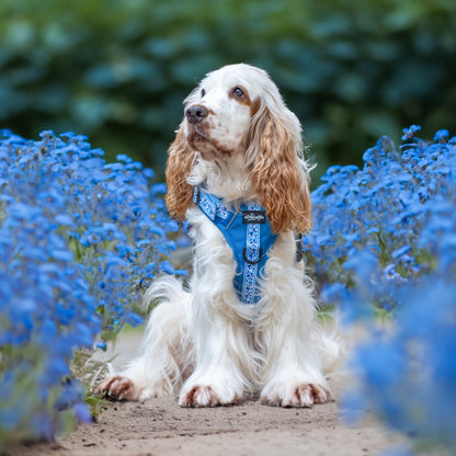 Hike & Go™ Harness - Cornflower Bloom