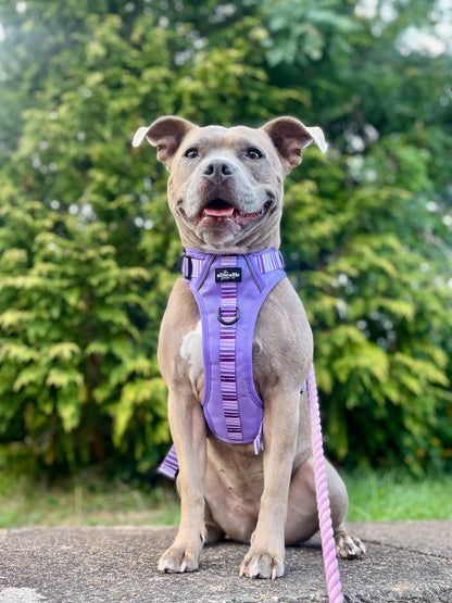 Hike & Go™ Harness - Violet Dusk