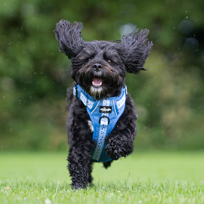 Hike & Go™ Harness - Cornflower Bloom