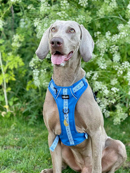 Hike & Go™ Harness - Cornflower Bloom