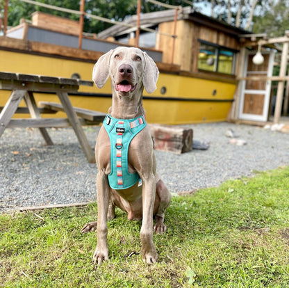 Hike & Go™ Harness - Seafoam Sunset