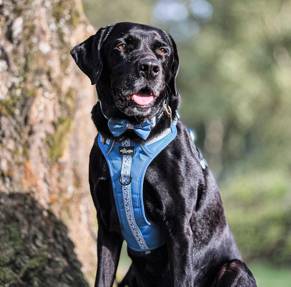 Hike & Go™ Harness - Cornflower Bloom