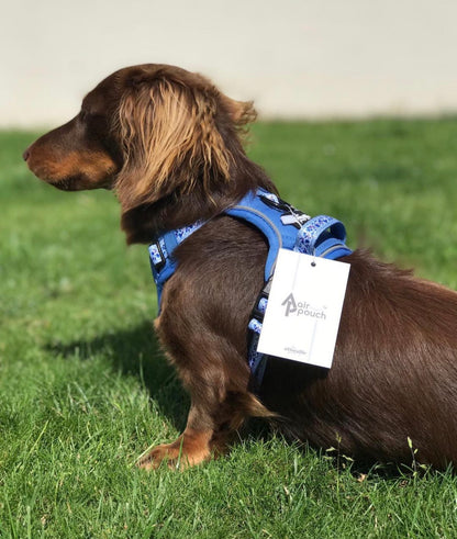 Hike & Go™ Harness - Cornflower Bloom