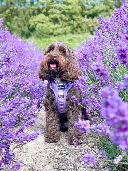 Hike & Go™ Harness - Violet Dusk