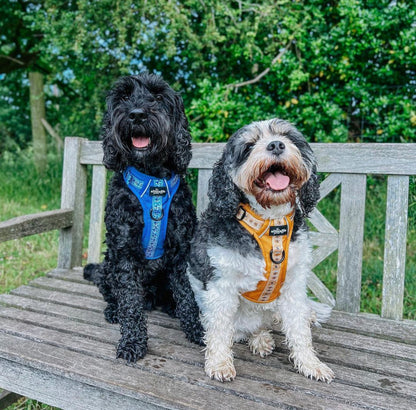 Hike & Go™ Harness - Cornflower Bloom