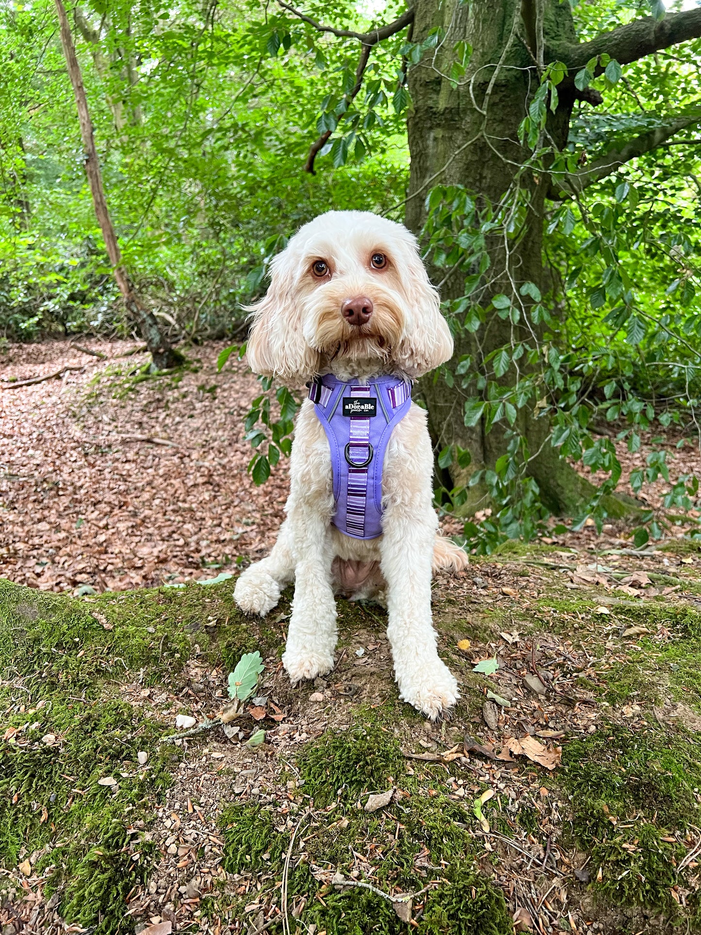 Hike & Go™ Harness - Violet Dusk