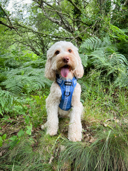 Hike & Go™ Harness - Cornflower Bloom