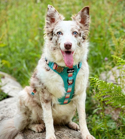 Hike & Go™ Harness - Seafoam Sunset