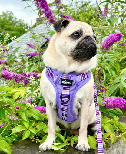 Hike & Go™ Harness - Violet Dusk