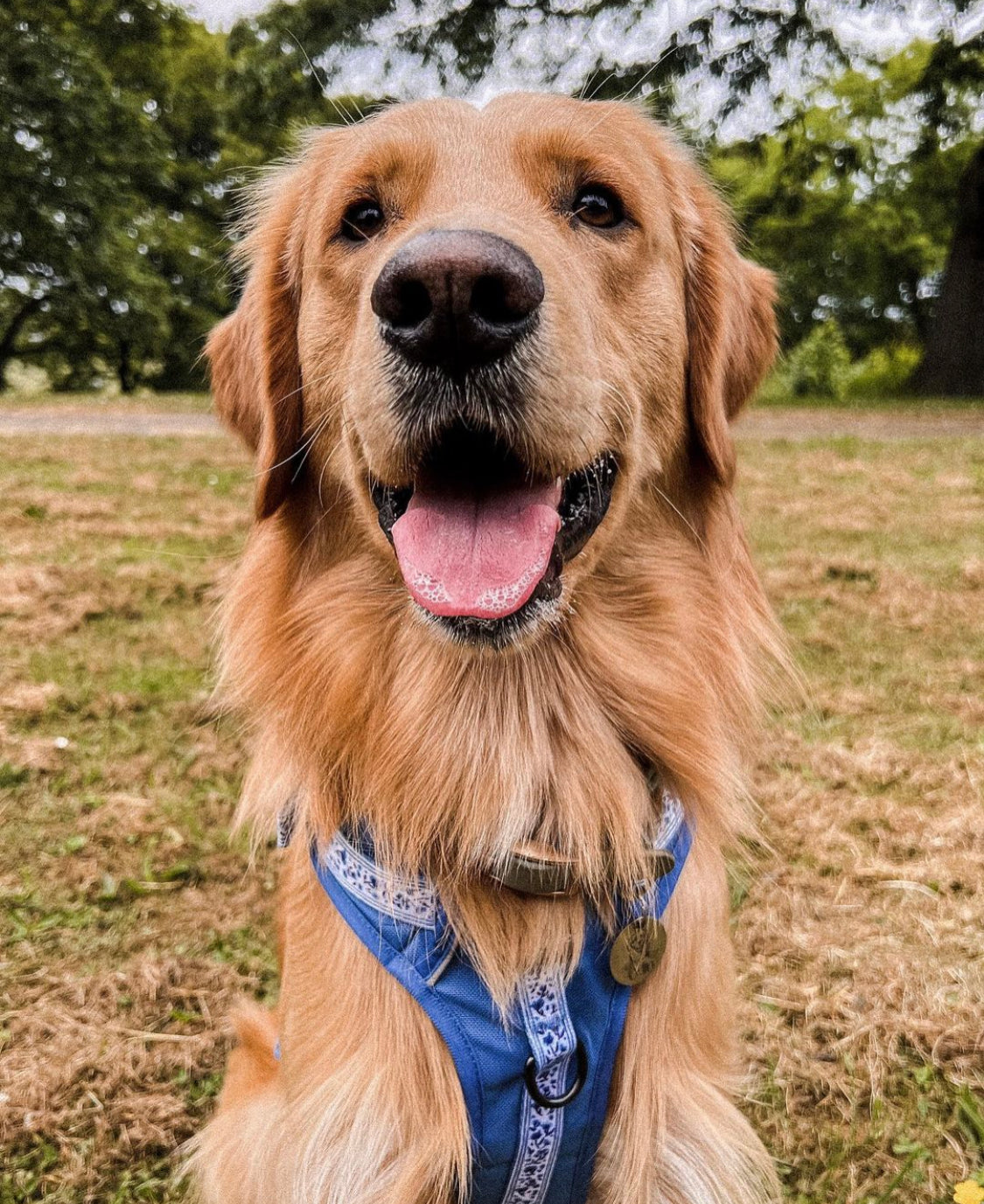 Hike & Go™ Harness - Cornflower Bloom