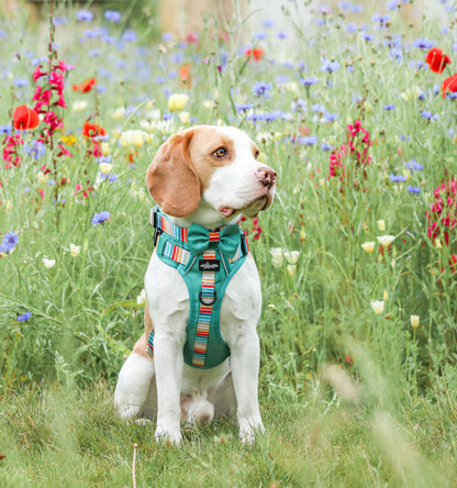 Hike & Go™ Harness - Seafoam Sunset