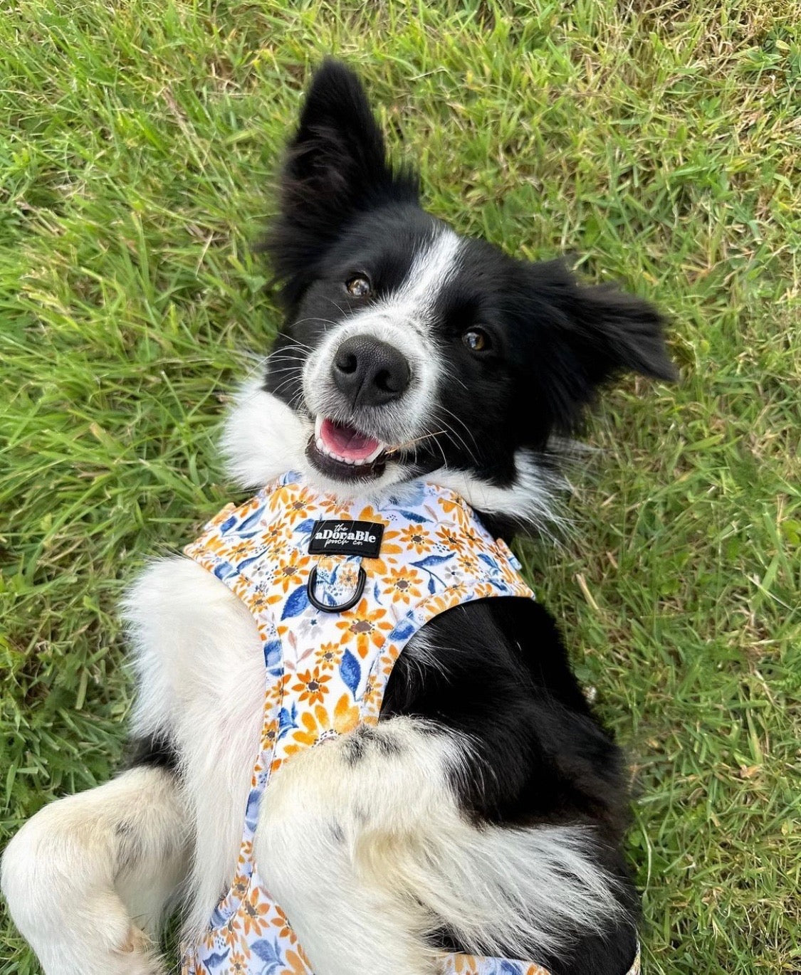 Adjustable Harness - Sunflower Meadow