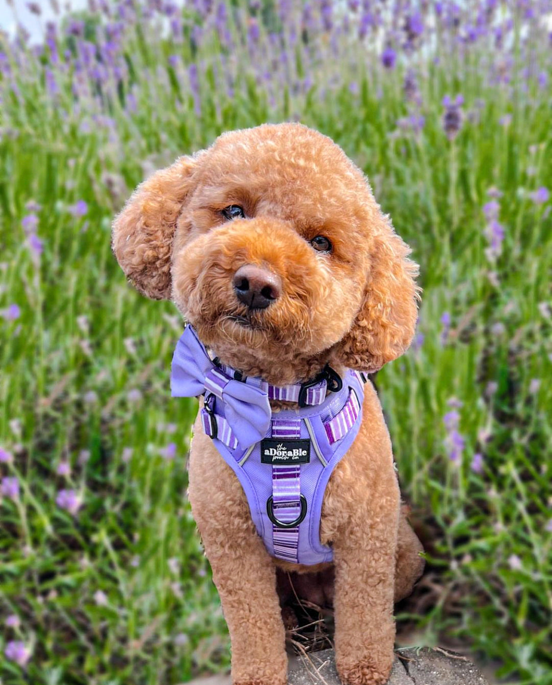 Hike & Go™ Harness - Violet Dusk