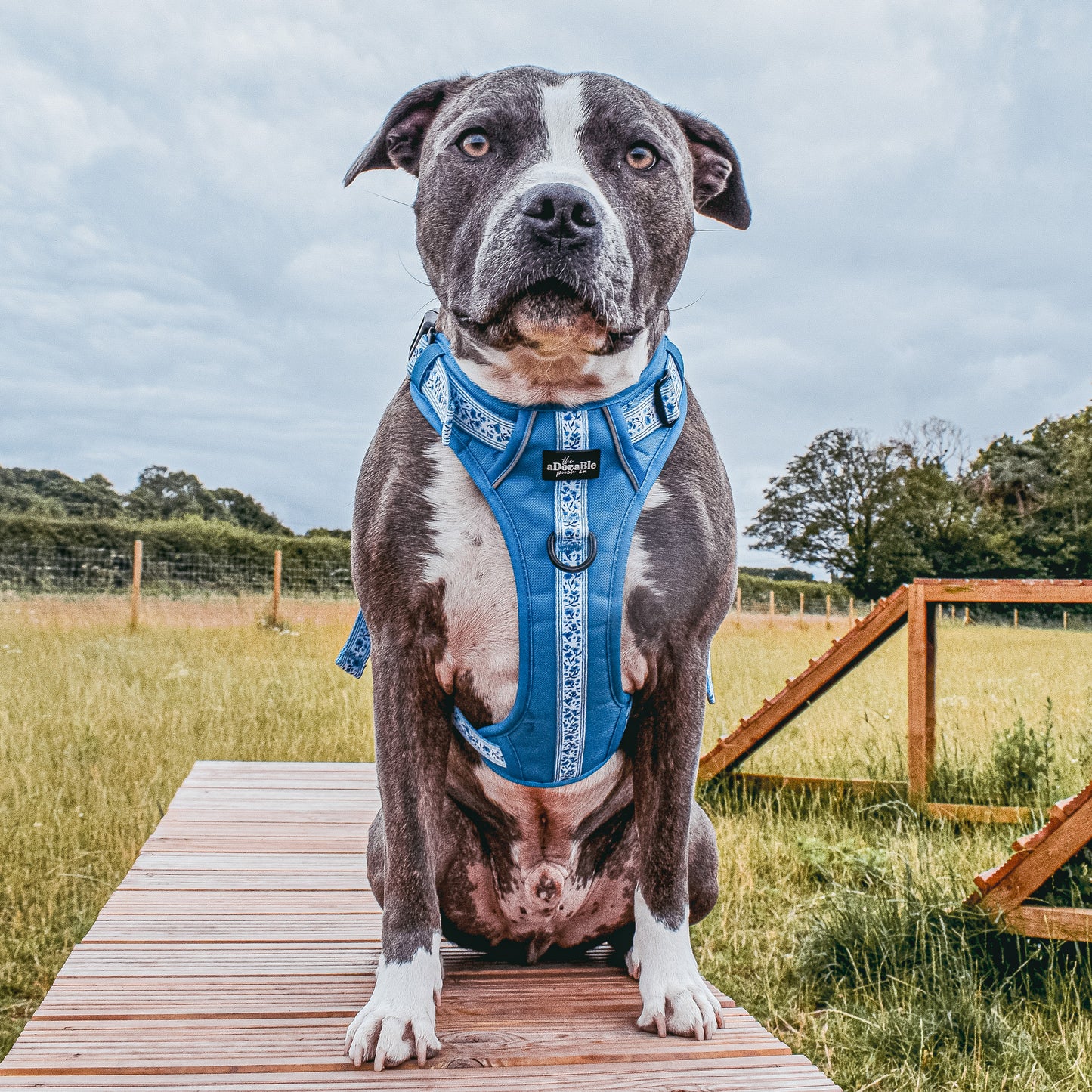 Hike & Go™ Harness - Cornflower Bloom