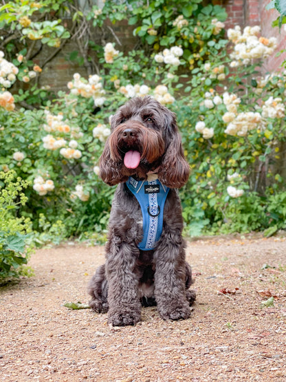 Hike & Go™ Harness - Cornflower Bloom