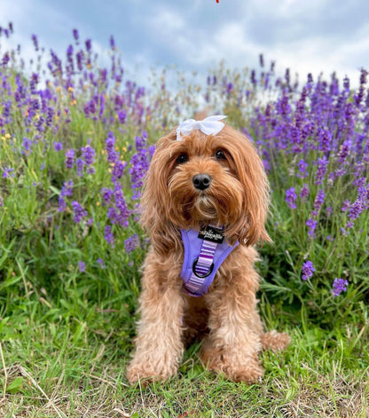 Hike & Go™ Harness - Violet Dusk