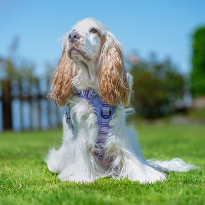 Hike & Go™ Harness - Violet Dusk