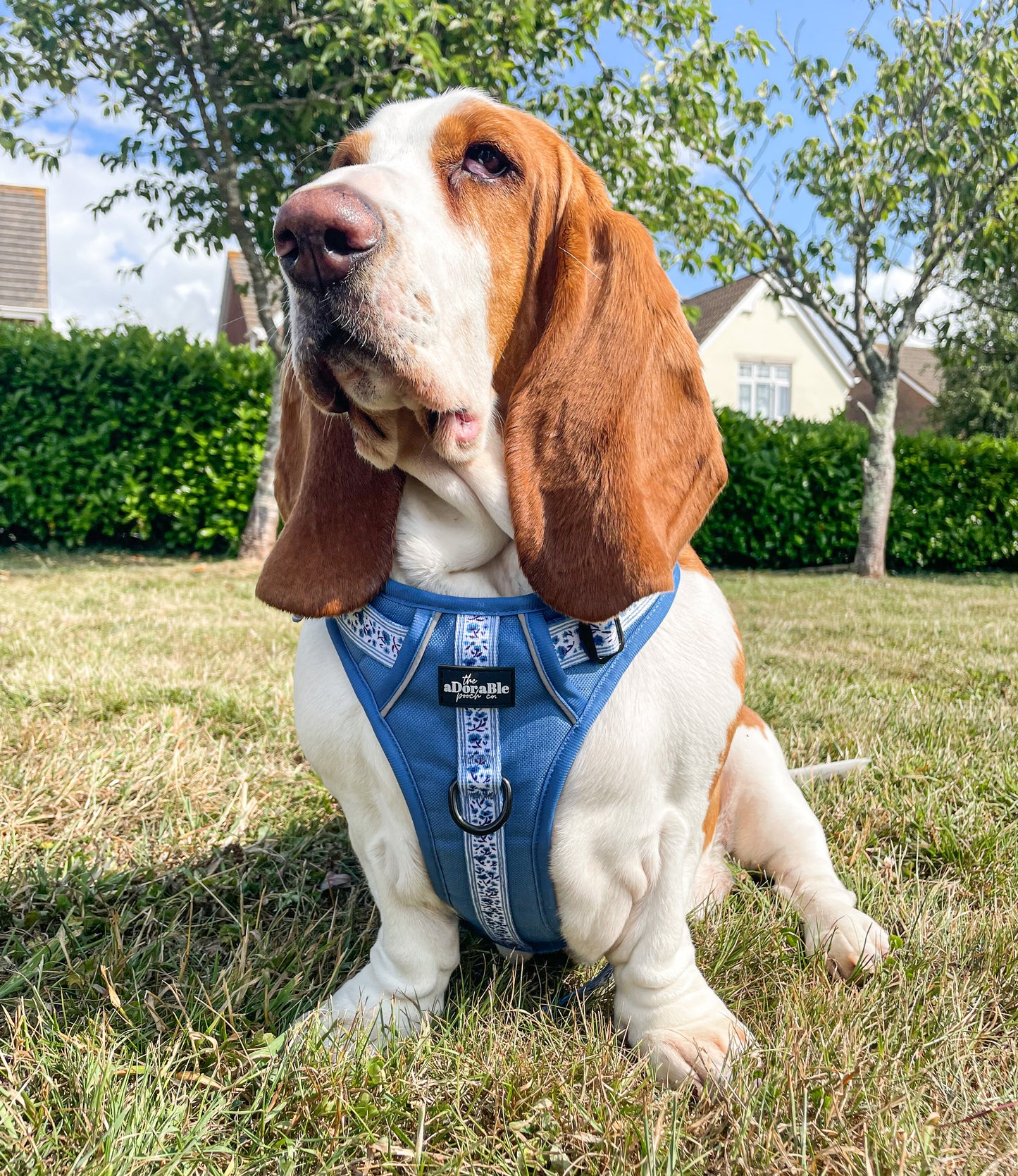 Hike & Go™ Harness - Cornflower Bloom