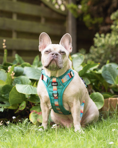 Hike & Go™ Harness - Seafoam Sunset