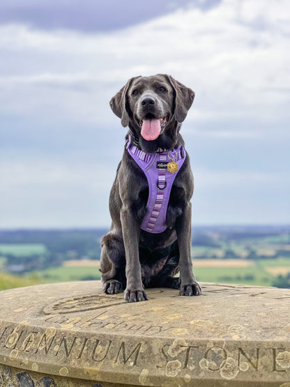 Hike & Go™ Harness - Violet Dusk