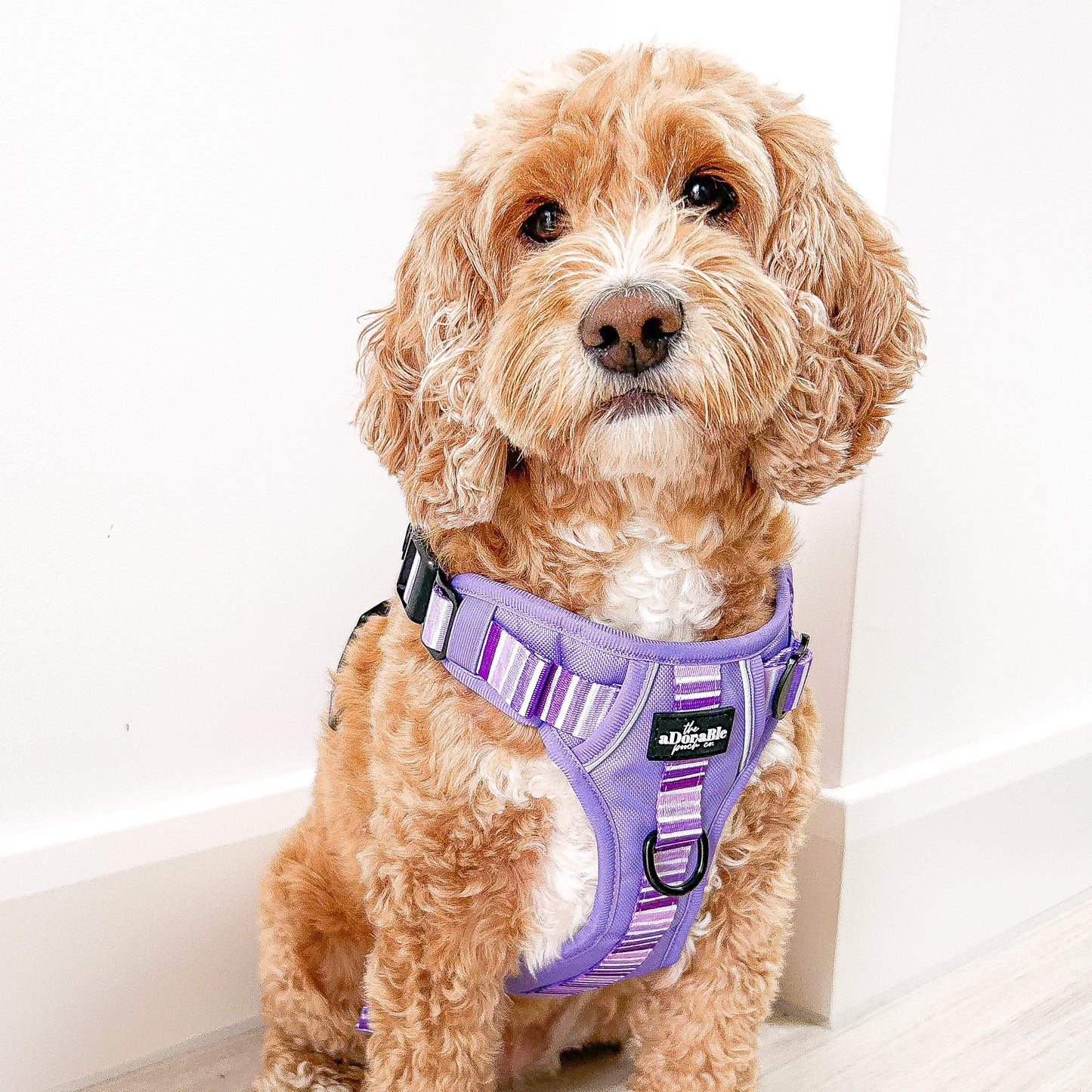 Hike & Go™ Harness - Violet Dusk