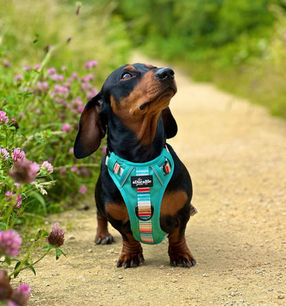 Hike & Go™ Harness - Seafoam Sunset