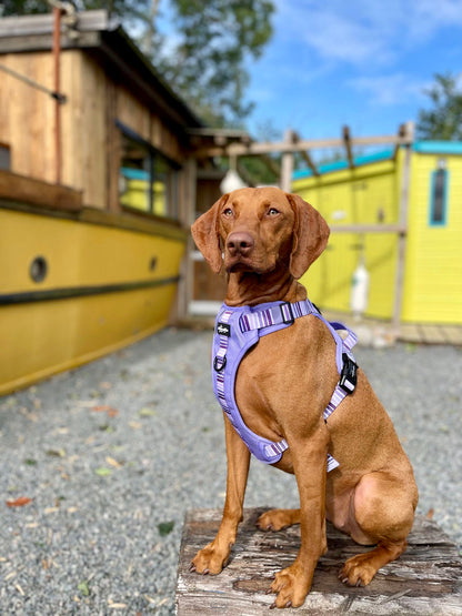 Hike & Go™ Harness - Violet Dusk