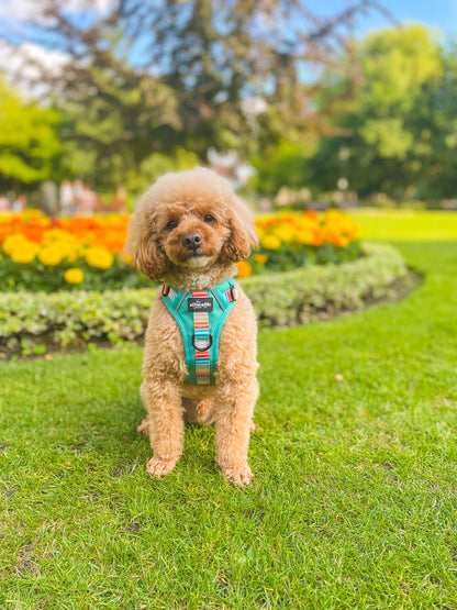 Hike & Go™ Harness - Seafoam Sunset