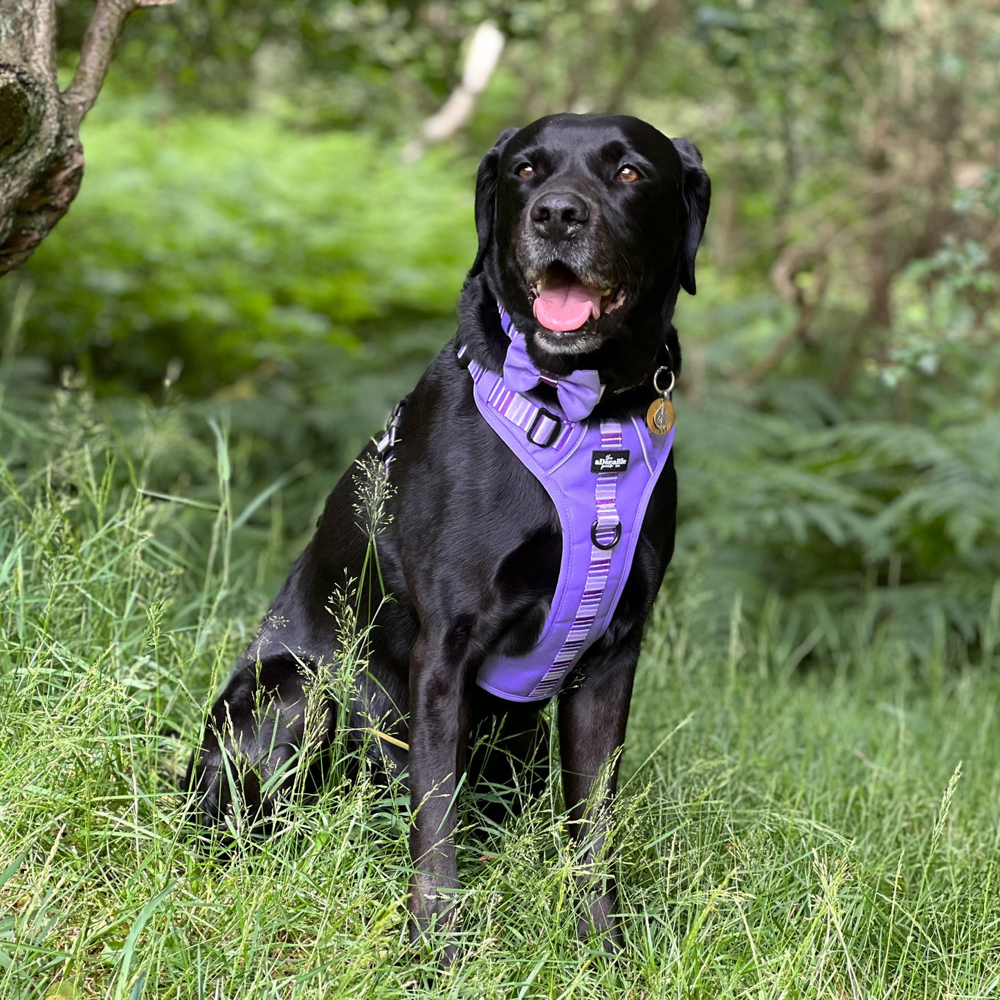 Hike & Go™ Harness - Violet Dusk