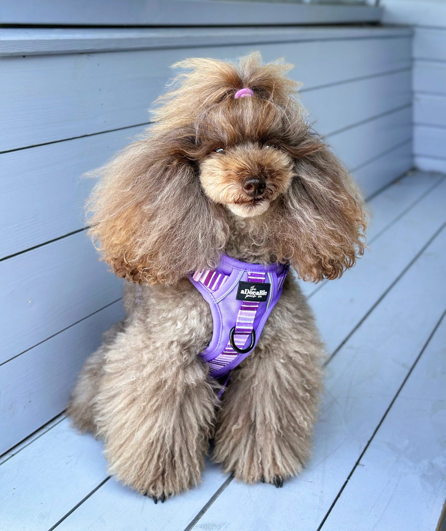 Hike & Go™ Harness - Violet Dusk