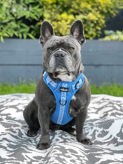 Hike & Go™ Harness - Cornflower Bloom