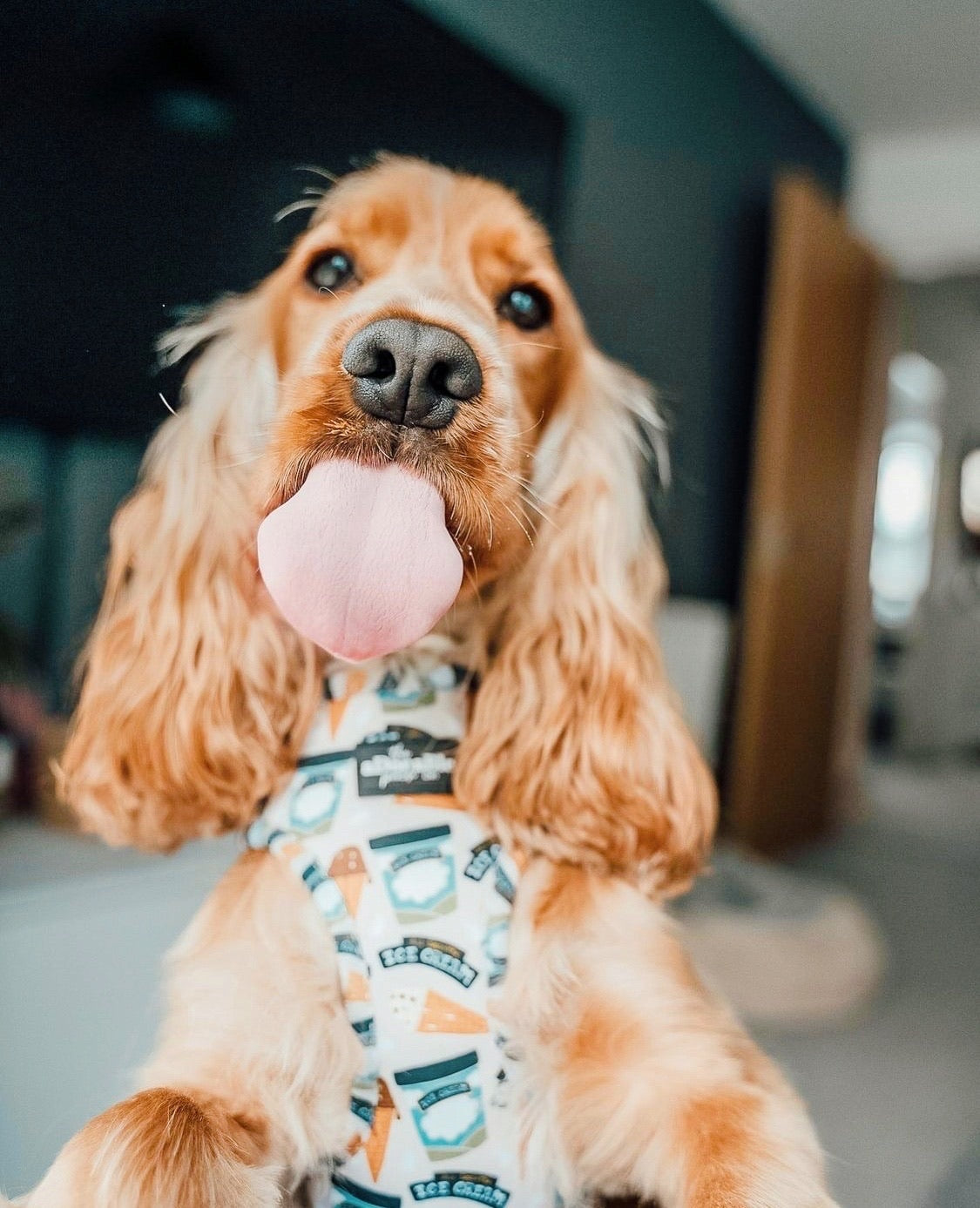 Adjustable Harness - Scoop Dog