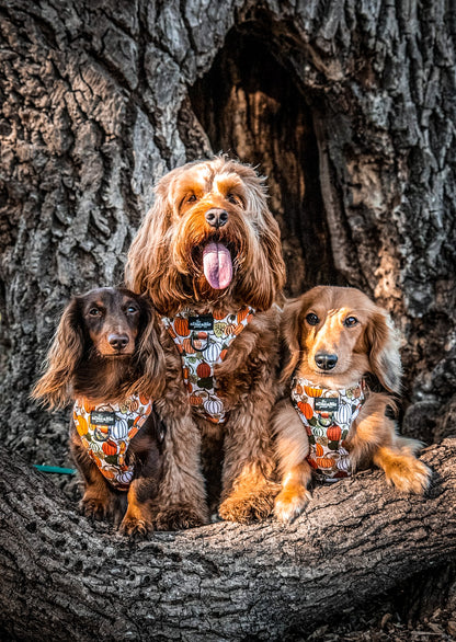 Adjustable Harness - Pumpkin Patch