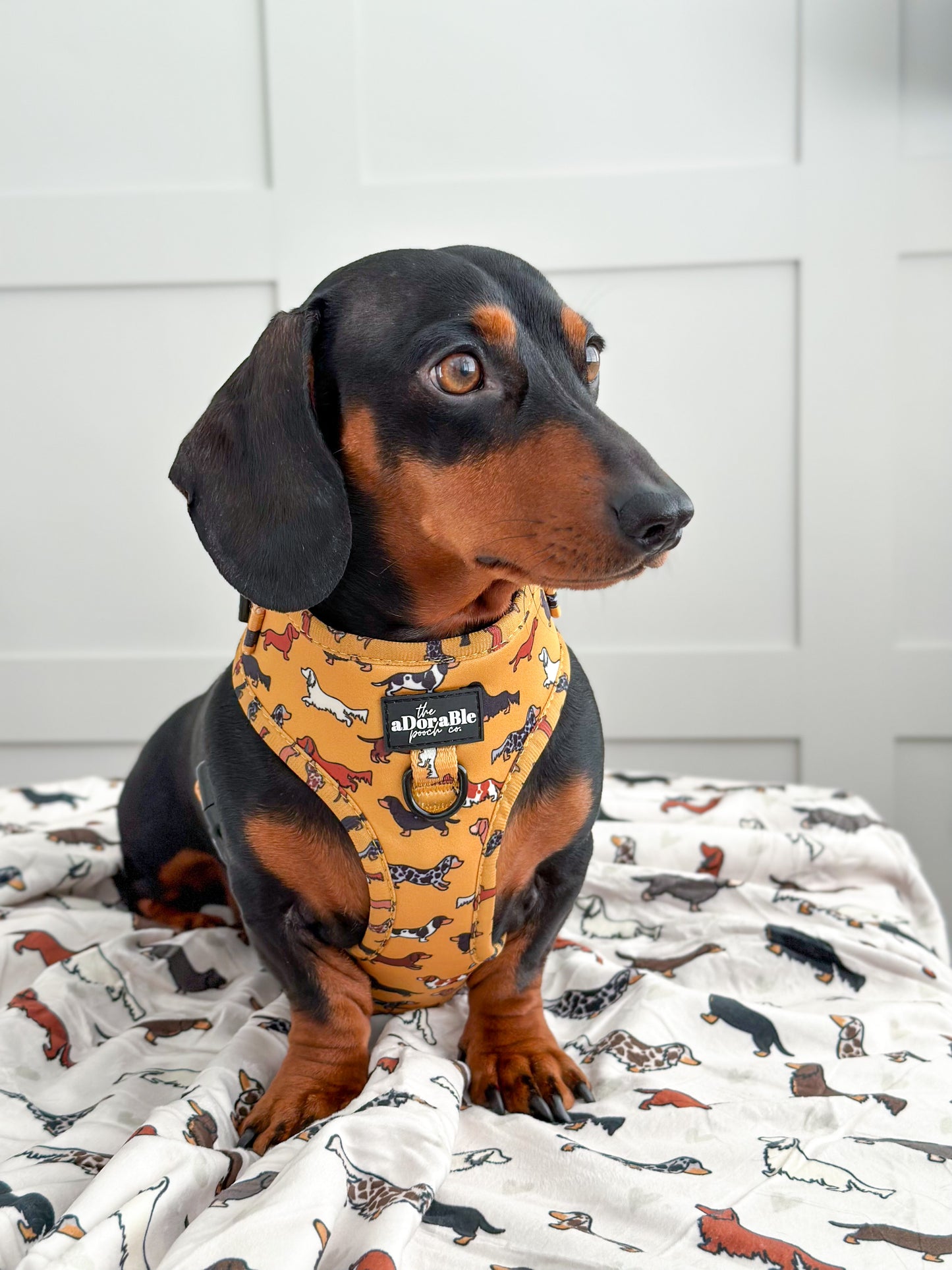 Adjustable Harness - Dashing Dachshunds