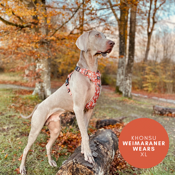 Hike & Go™ Harness - Falling For You