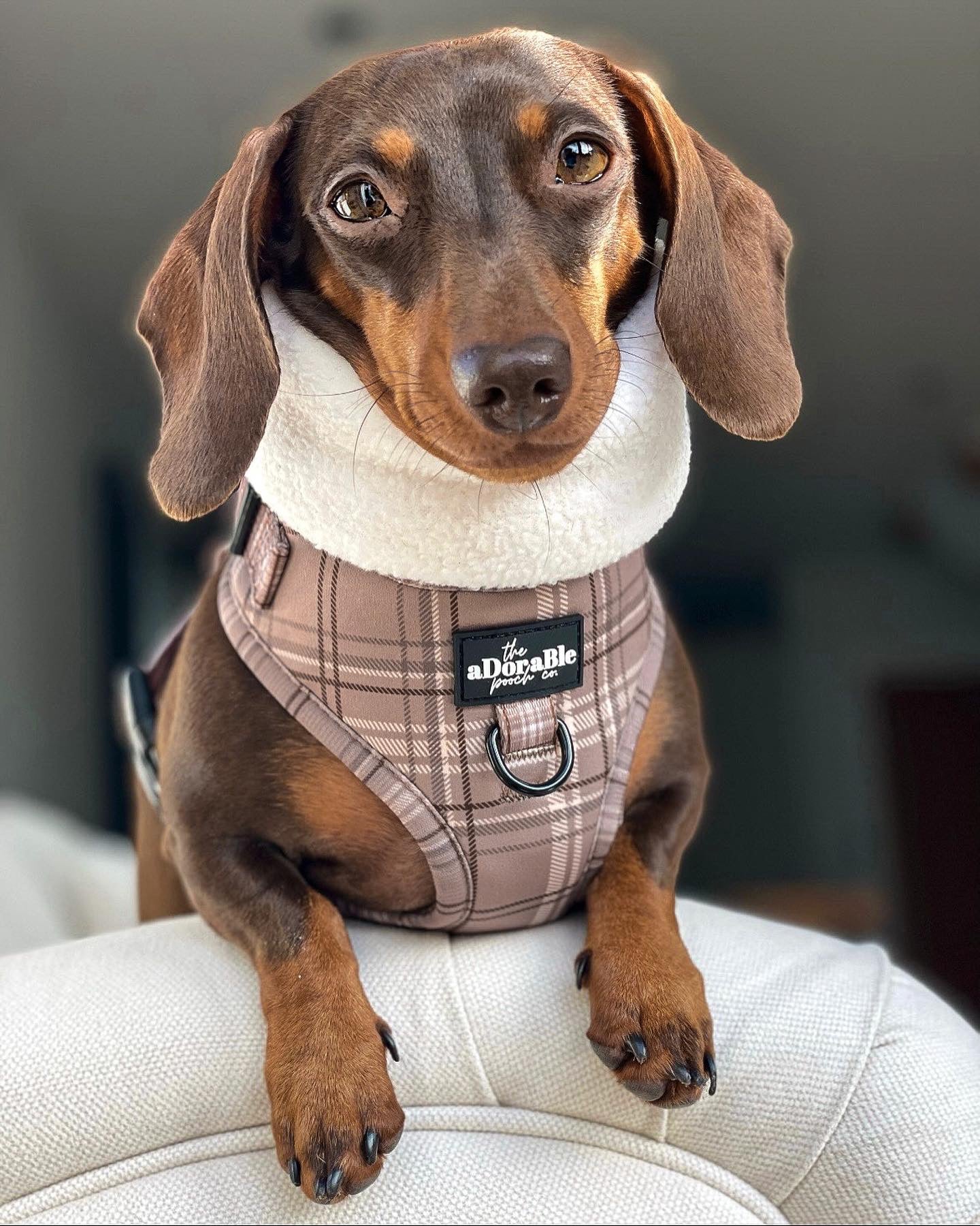 Adjustable Harness - LUXE Mocha Plaid