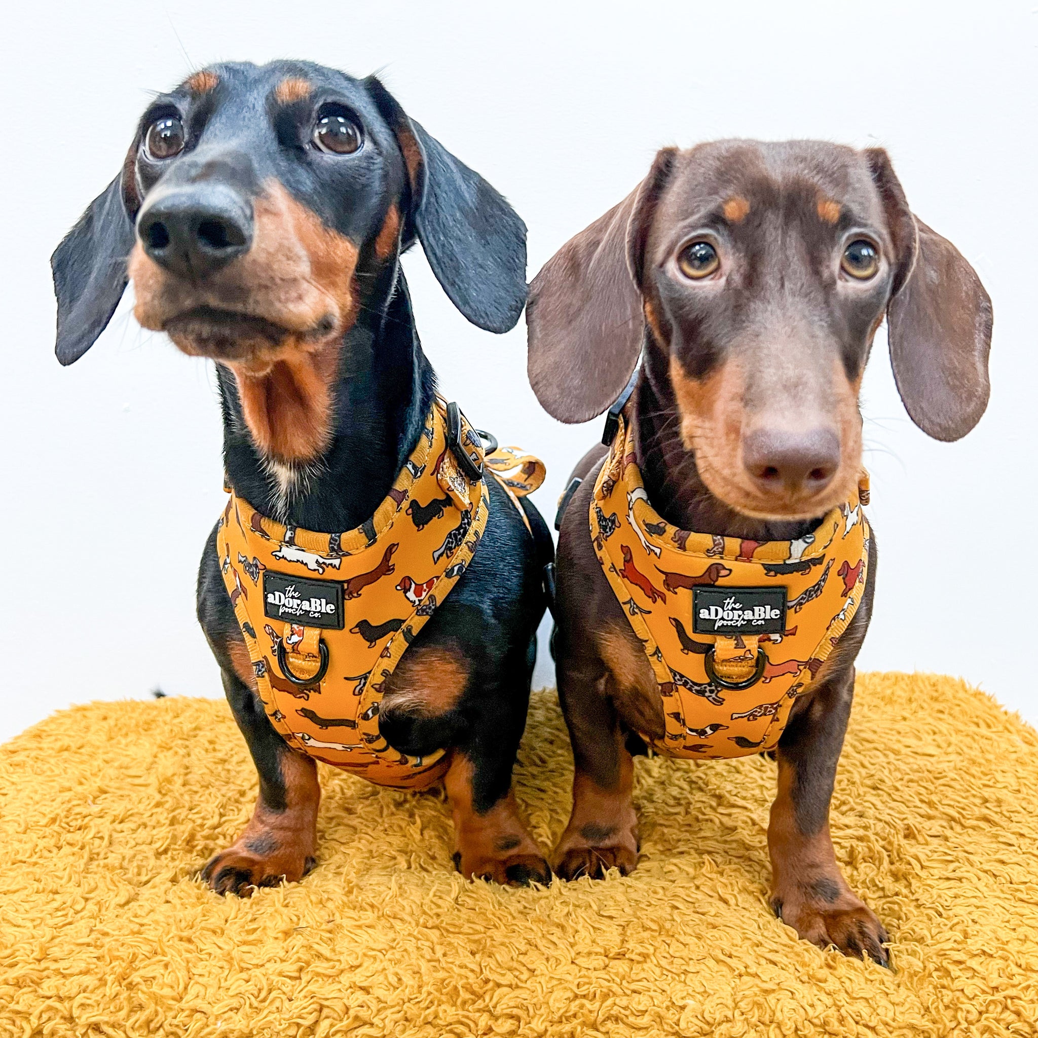 Adjustable Harness Dashing Dachshunds The aDoraBle Pooch Company